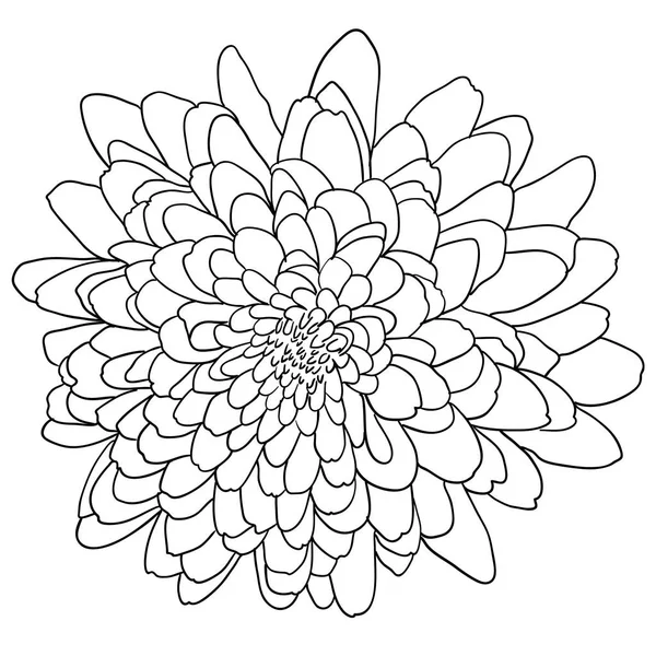 Mooie zwart-wit schets, zwart-witprinter dahlia bloem geïsoleerd — Stockvector