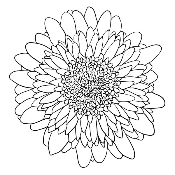 Bonito boceto monocromo, flor de dalia blanca y negra aislada — Vector de stock