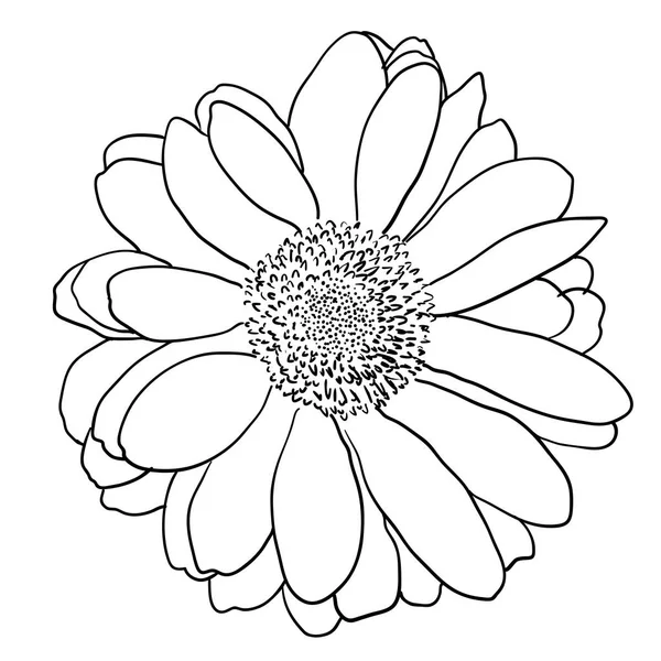 Bonito esboço monocromático, flor dahlia preto e branco isolado — Vetor de Stock