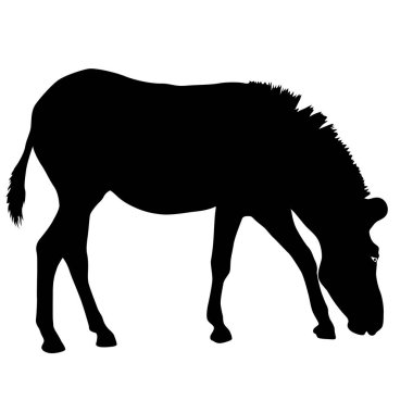 Beyaz zemin üzerine siluet Afrika zebra