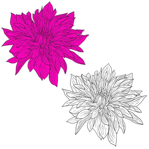 Schöne einfarbige und farbige Skizze, Dahlienblüte auf weißem Hintergrund — Stockvektor