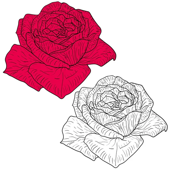美丽的单色和颜色素描, 玫瑰花在白色背景 — 图库矢量图片