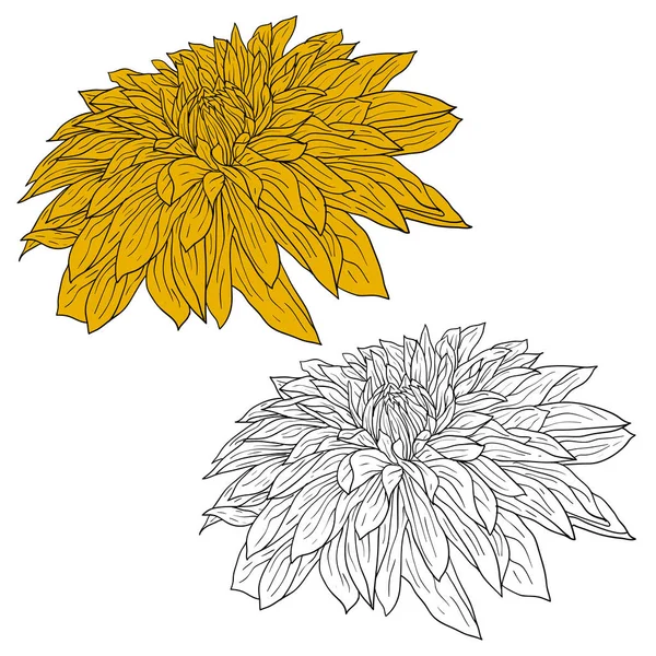 Hermoso monocromo y boceto de color, flor de dalia sobre un fondo blanco — Vector de stock