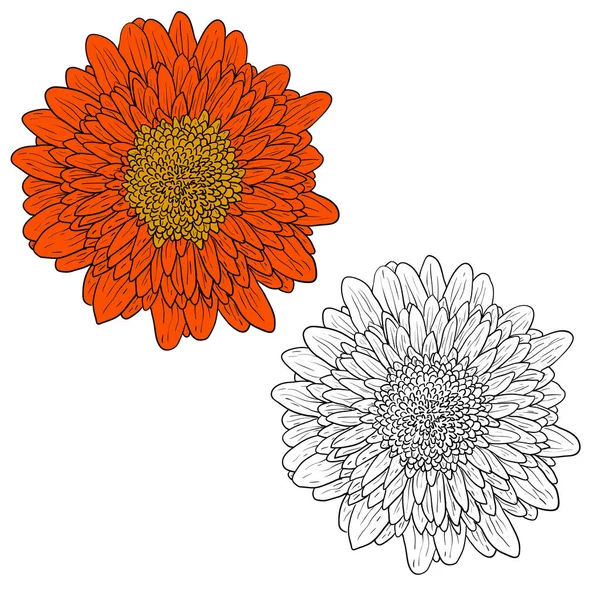 Magnifique croquis monochrome et couleur, fleur de dahlia sur fond blanc — Image vectorielle