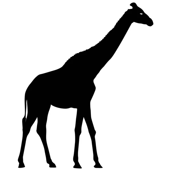 Silueta alta jirafa africana sobre un fondo blanco — Vector de stock
