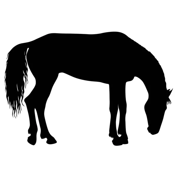 Dierlijke silhouet van zwarte mustang paard illustratie — Stockvector