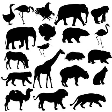Siluet fil ayı kartal tırıs ördek zebra beyaz bir arka plan üzerinde