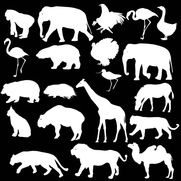 Siluet fil ayı kartal tırıs ördek zebra beyaz bir arka plan üzerinde — Stok Vektör