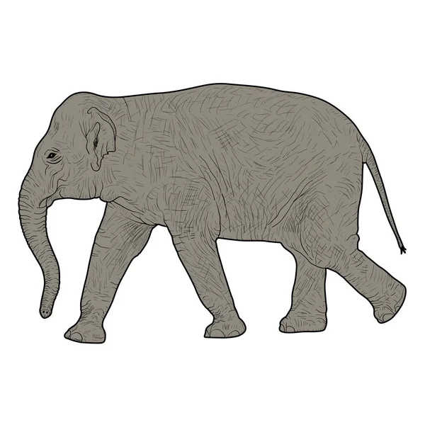 하얀 배경에 있는 큰 아프리카 코끼리 실루엣 — 스톡 벡터