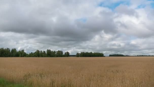 Time Laps Landscape Wheat Field Harvest — Stock Video