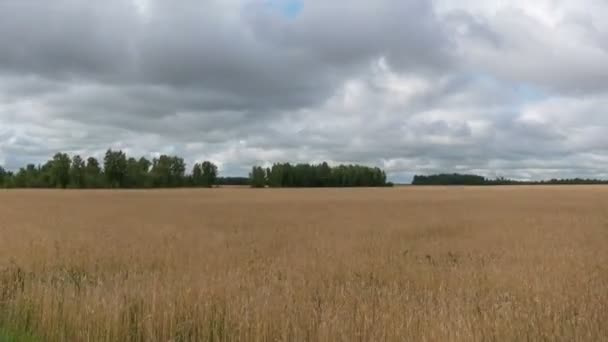 Zeitrahmen Landschaft Von Weizenfeld Bei Der Ernte — Stockvideo