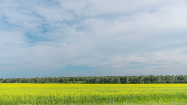 Tiempo Vueltas Paisaje Campo Trigo Cosecha — Vídeo de stock