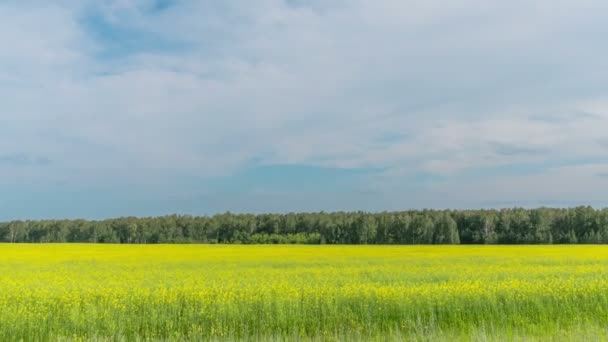 Time Laps Landscape Wheat Field Harvest — Stock Video