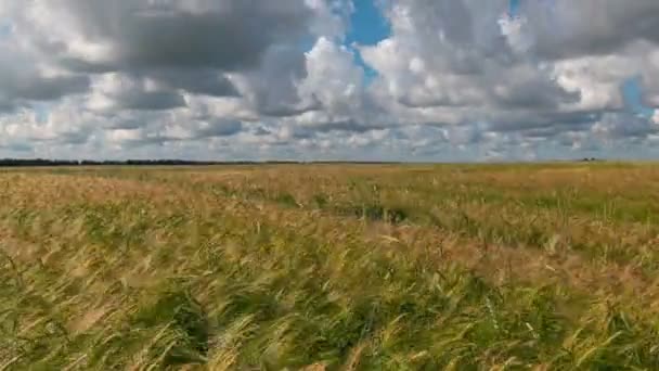 Time Laps Landscape Wheat Field Harvest — Stock Video