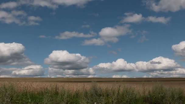 Time Laps Landscape Wheat Field Harvest — Stock Video