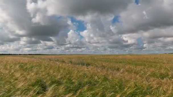 時間周収穫時の小麦畑の風景 — ストック動画