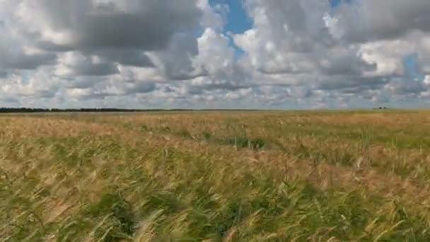 Czas Okrążeń Krajobraz Pole Pszenicy Czasie Zbioru — Wideo stockowe