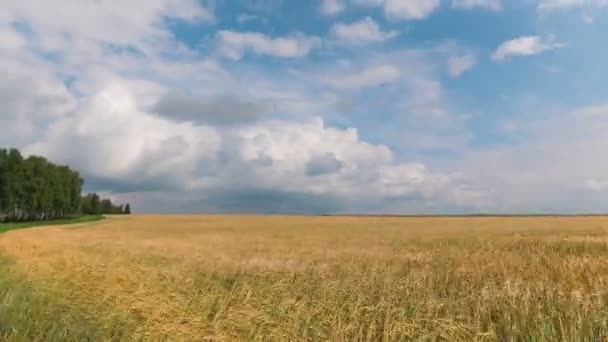 時間周収穫時の小麦畑の風景 — ストック動画