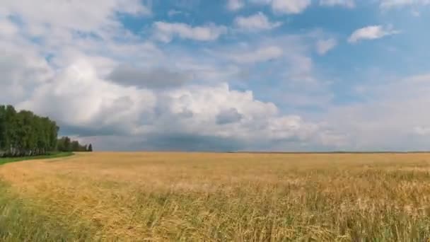 Czas Okrążeń Krajobraz Pole Pszenicy Czasie Zbioru — Wideo stockowe