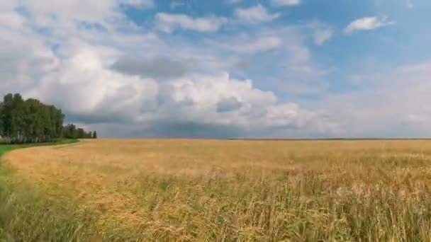 Zeitrahmen Landschaft Von Weizenfeld Bei Der Ernte — Stockvideo