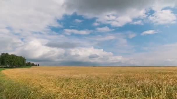 Время Кругов Ландшафт Пшеничного Поля Время Сбора Урожая — стоковое видео