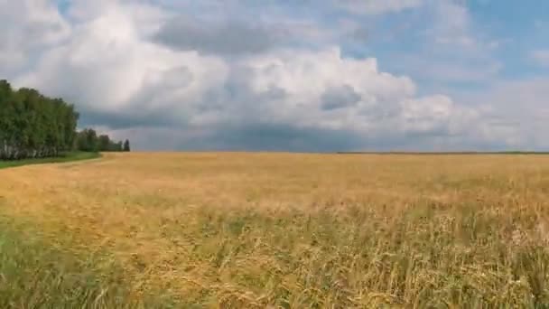 Tour de temps paysage de champ de blé à la récolte — Video