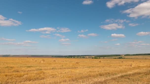 Время кругов ландшафт пшеничного поля во время сбора урожая — стоковое видео