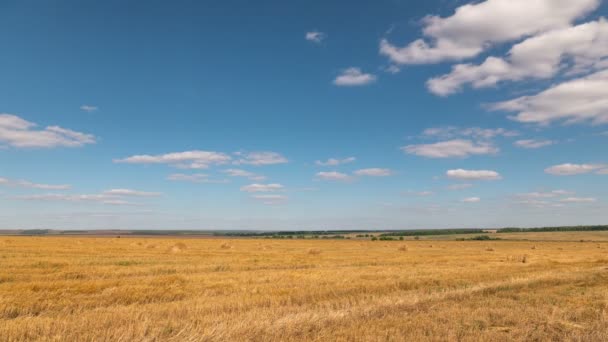Il tempo gira paesaggio di campo di grano all'atto di raccolto — Video Stock