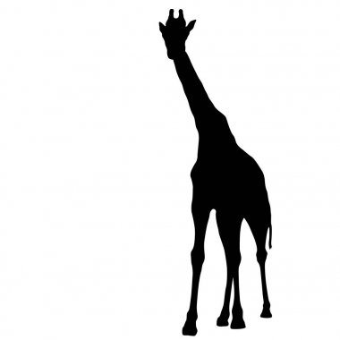 Beyaz arka planda yüksek Afrika zürafasının silüeti.