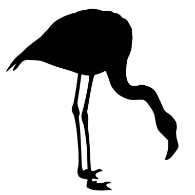 Siluet kuş flamingo beyaz bir arka plan üzerinde