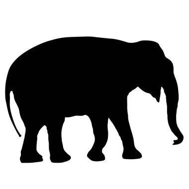 Beyaz arka planda siluet büyük Afrika fili