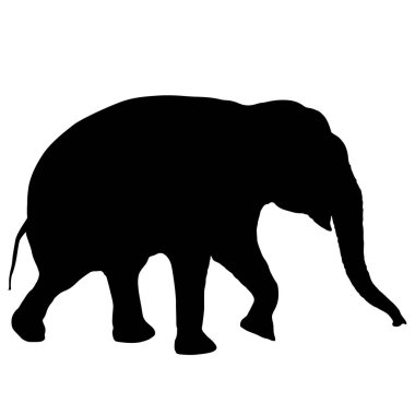 Beyaz arka planda siluet büyük Afrika fili