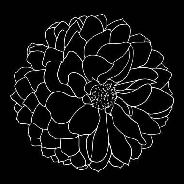 Güzel tek renkli kroki, siyah ve beyaz yıldız çiçeği çiçek izole