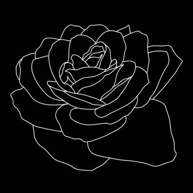 Güzel tek renkli kroki, siyah ve beyaz gül çiçek izole