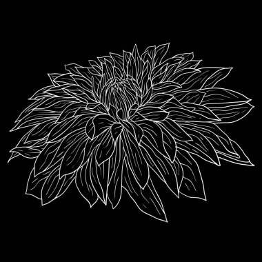 Güzel tek renkli kroki, siyah ve beyaz yıldız çiçeği çiçek izole