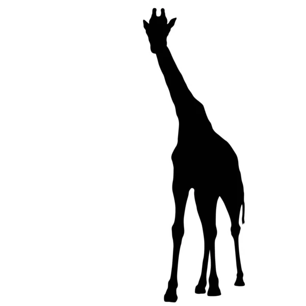 Silueta de una jirafa africana sobre un fondo blanco — Vector de stock
