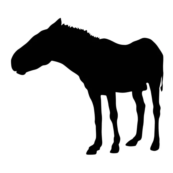 黑色野马马插图动物剪影 — 图库矢量图片
