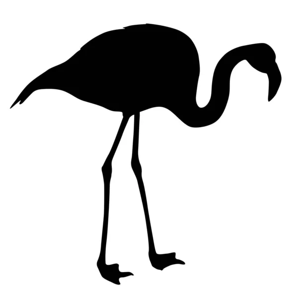 Fenicottero uccello silhouette su sfondo bianco — Vettoriale Stock