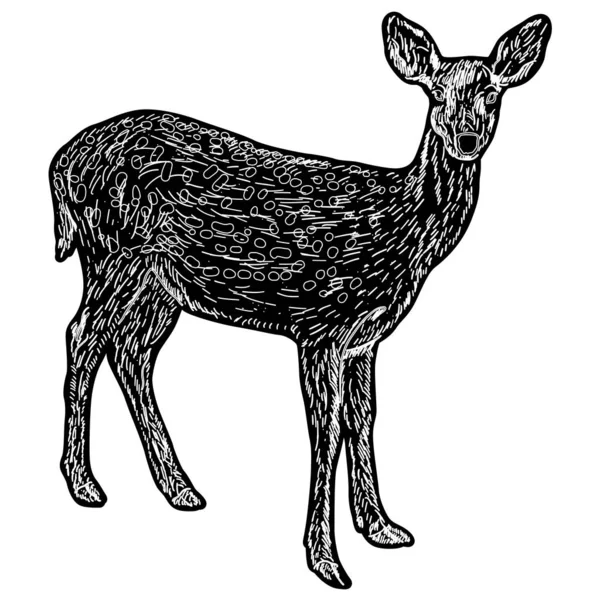 Silhouette del cervo su sfondo bianco — Vettoriale Stock