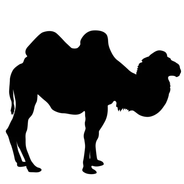 Silhouette of the camel on a white background — Stock Vector