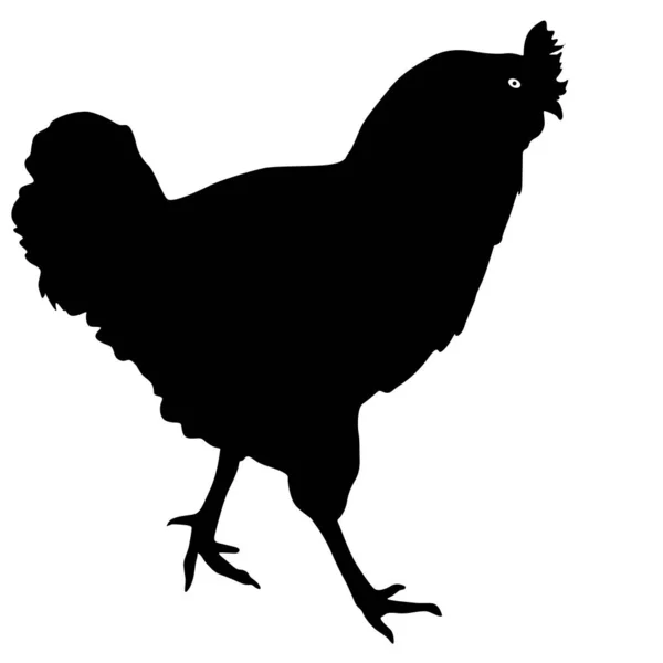 Bosquejo de Silhouette Rooster sobre un fondo blanco — Vector de stock