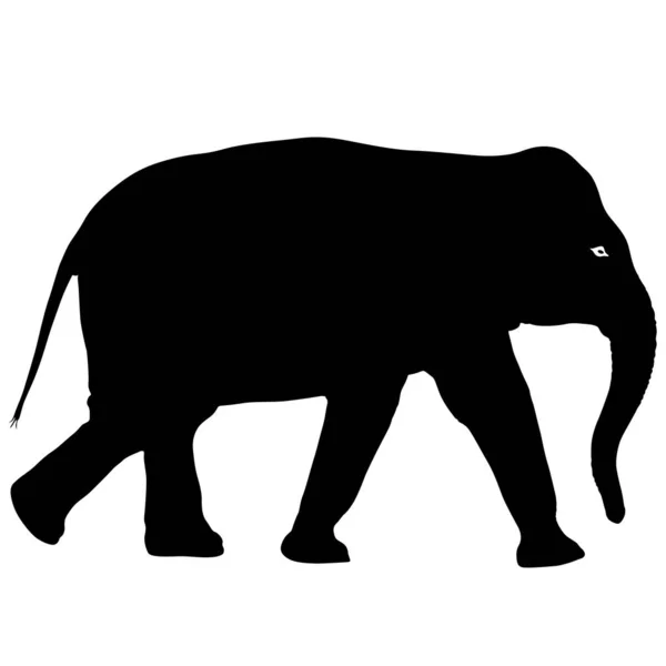 하얀 배경에 있는 큰 아프리카 코끼리 실루엣 — 스톡 벡터