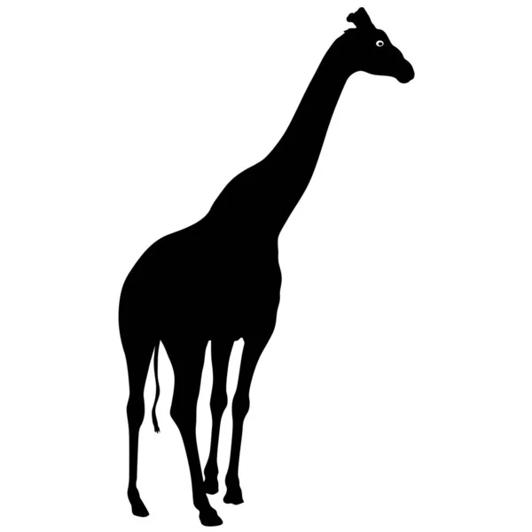 Sylwetka wysokiej afrykańskiej żyrafy na białym tle — Wektor stockowy