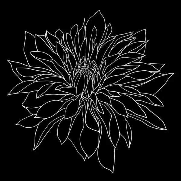 Bonito boceto monocromo, flor de dalia blanca y negra aislada — Vector de stock