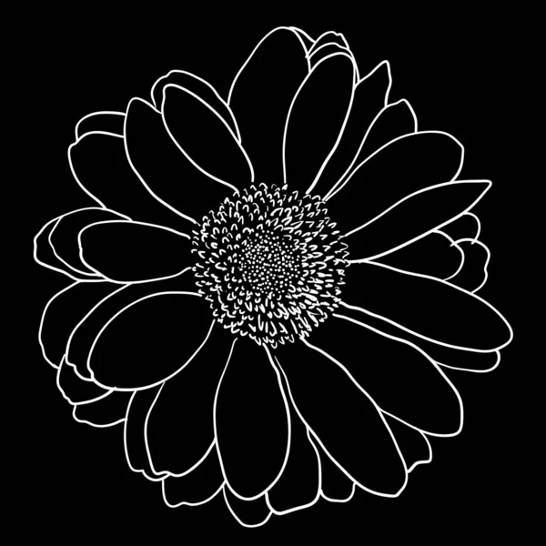 Bonito boceto monocromo, flor de dalia blanca y negra aislada — Vector de stock