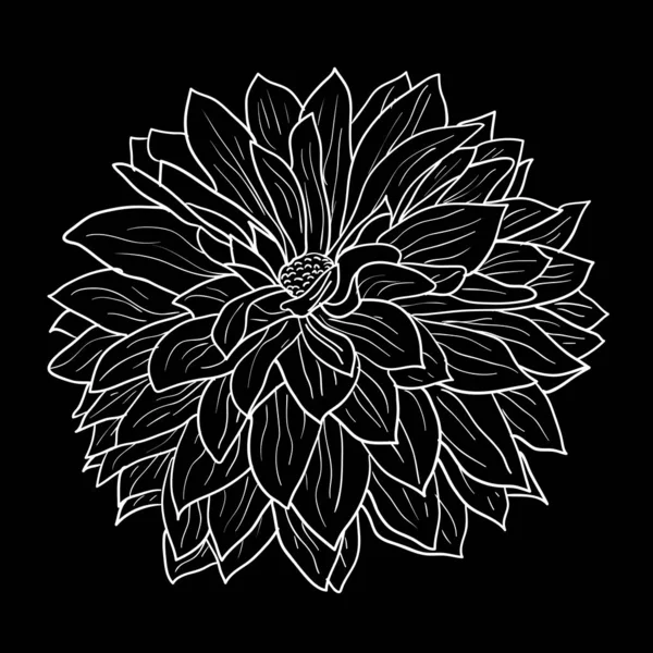 Bonito boceto monocromo, flor de dalia blanca y negra aislada — Vector de stock