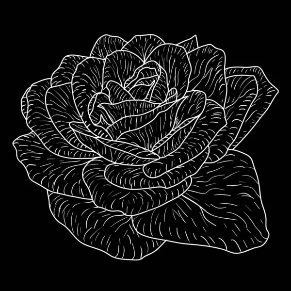 Bellissimo schizzo monocromatico, fiore di rosa bianco e nero isolato — Vettoriale Stock