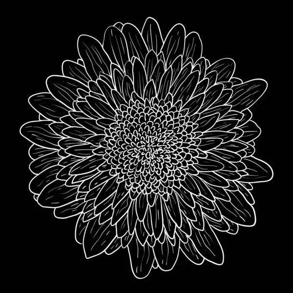 Bonito boceto monocromo, flor de dalia blanca y negra aislada — Archivo Imágenes Vectoriales