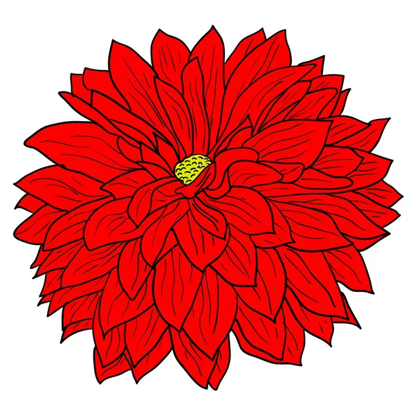 Hermoso boceto de color, flor de dalia sobre un fondo blanco — Vector de stock