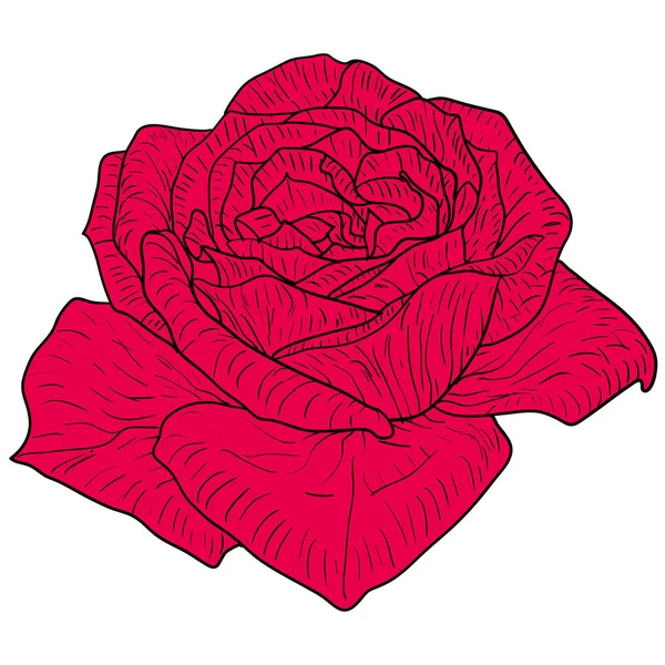 Gyönyörű színes vázlat, Rózsa virág fehér alapon — Stock Vector